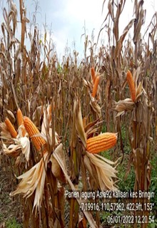 jagung
