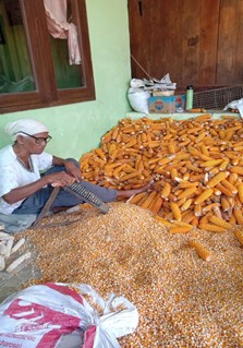 jagung1